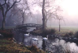 Stanley Park Swans